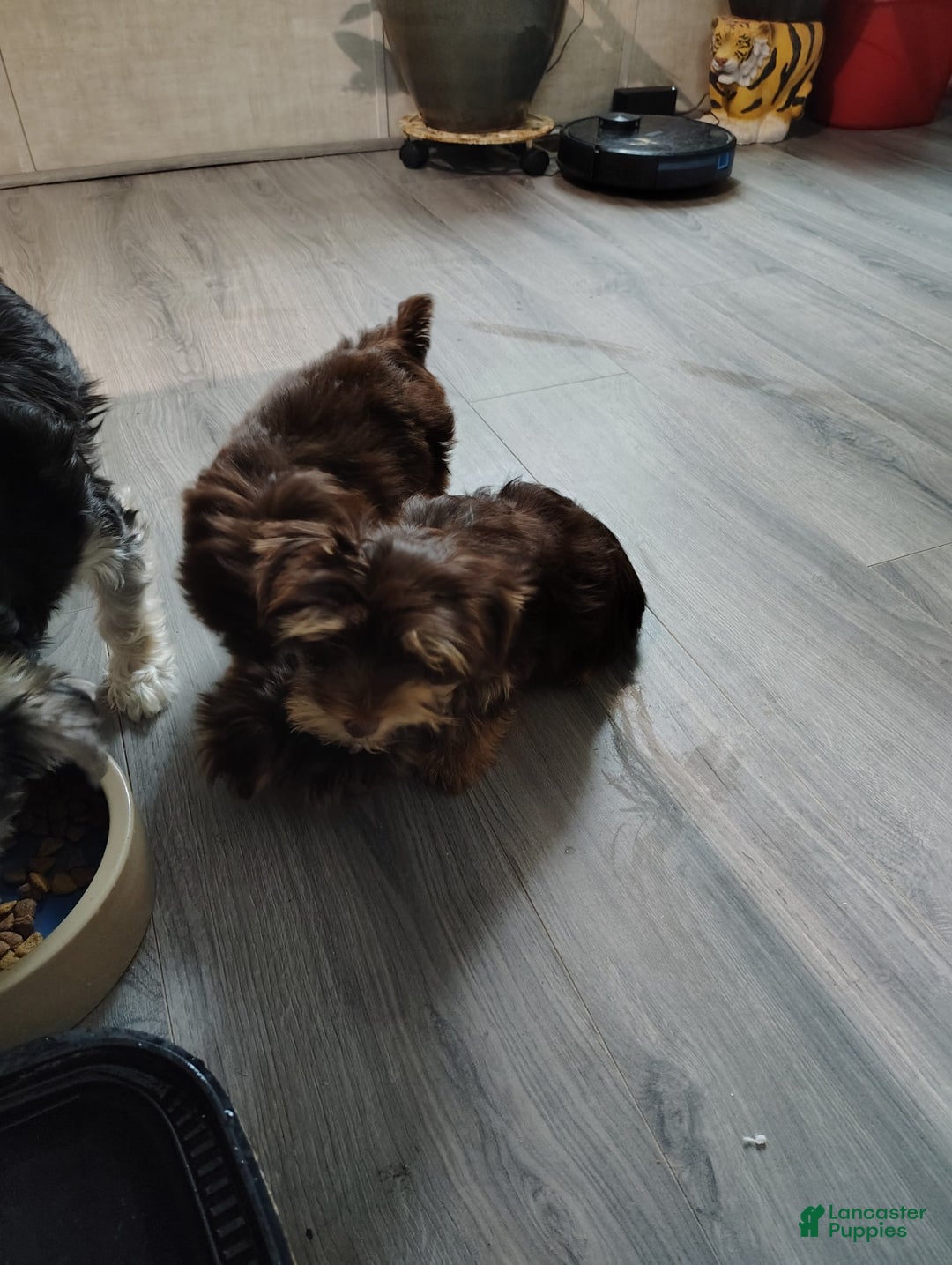 Yorkshire Terrier dogs for sale: Yorkshire Terrier Puppy 2 - Ad 3