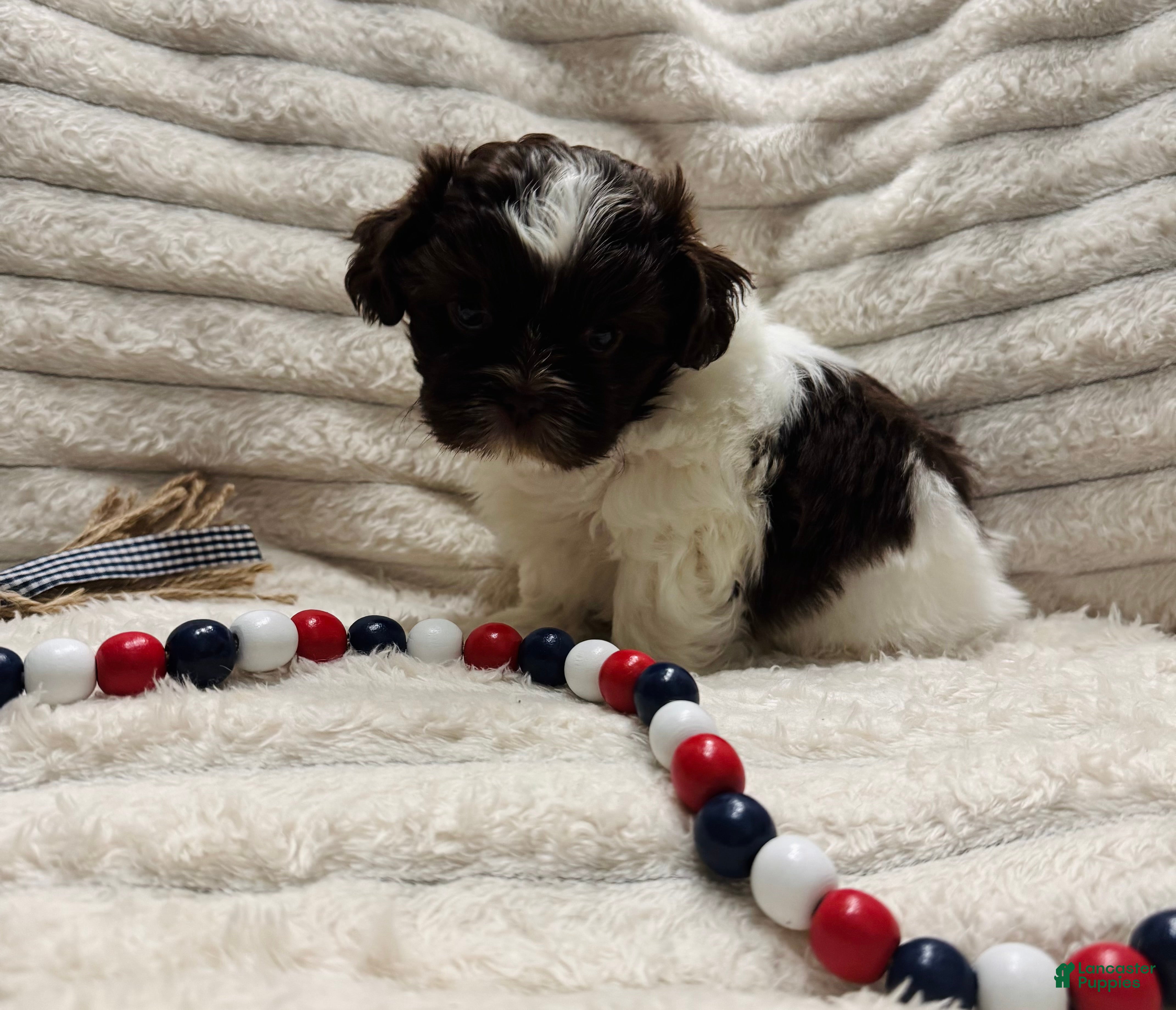 Shih Tzu dogs Shih Tzu 2 - Ad 8