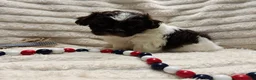 Shih Tzu dogs for sale: Shih Tzu 2 - Ad 1