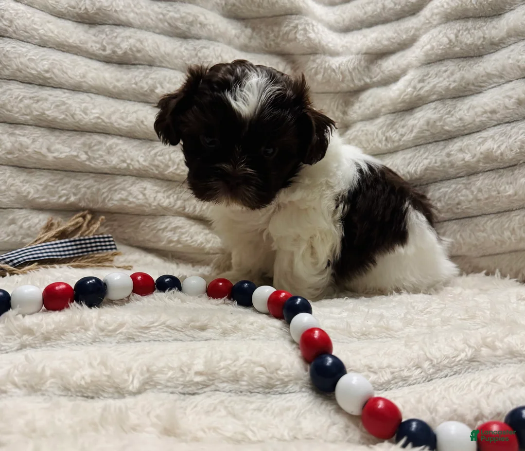 Shih Tzu dogs for sale: Shih Tzu 2 - Ad 1