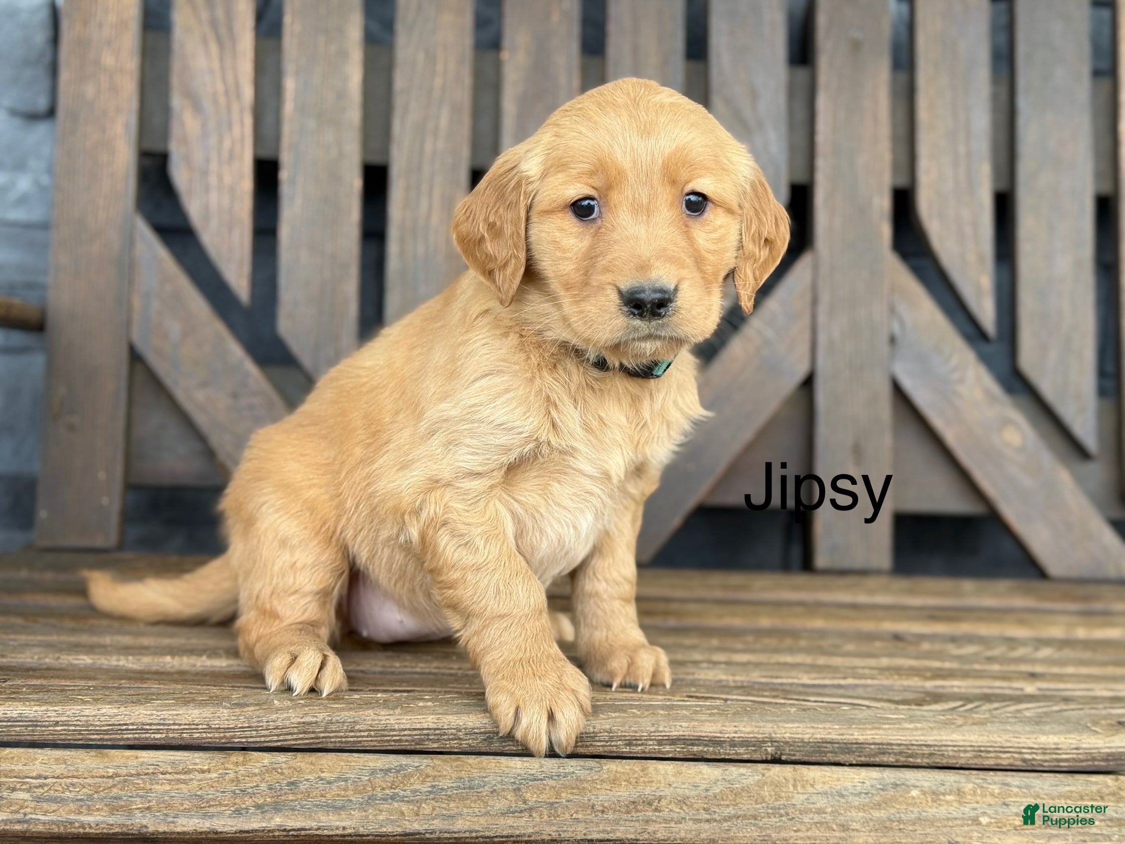 Golden Retriever dogs Jipsy - Ad 1