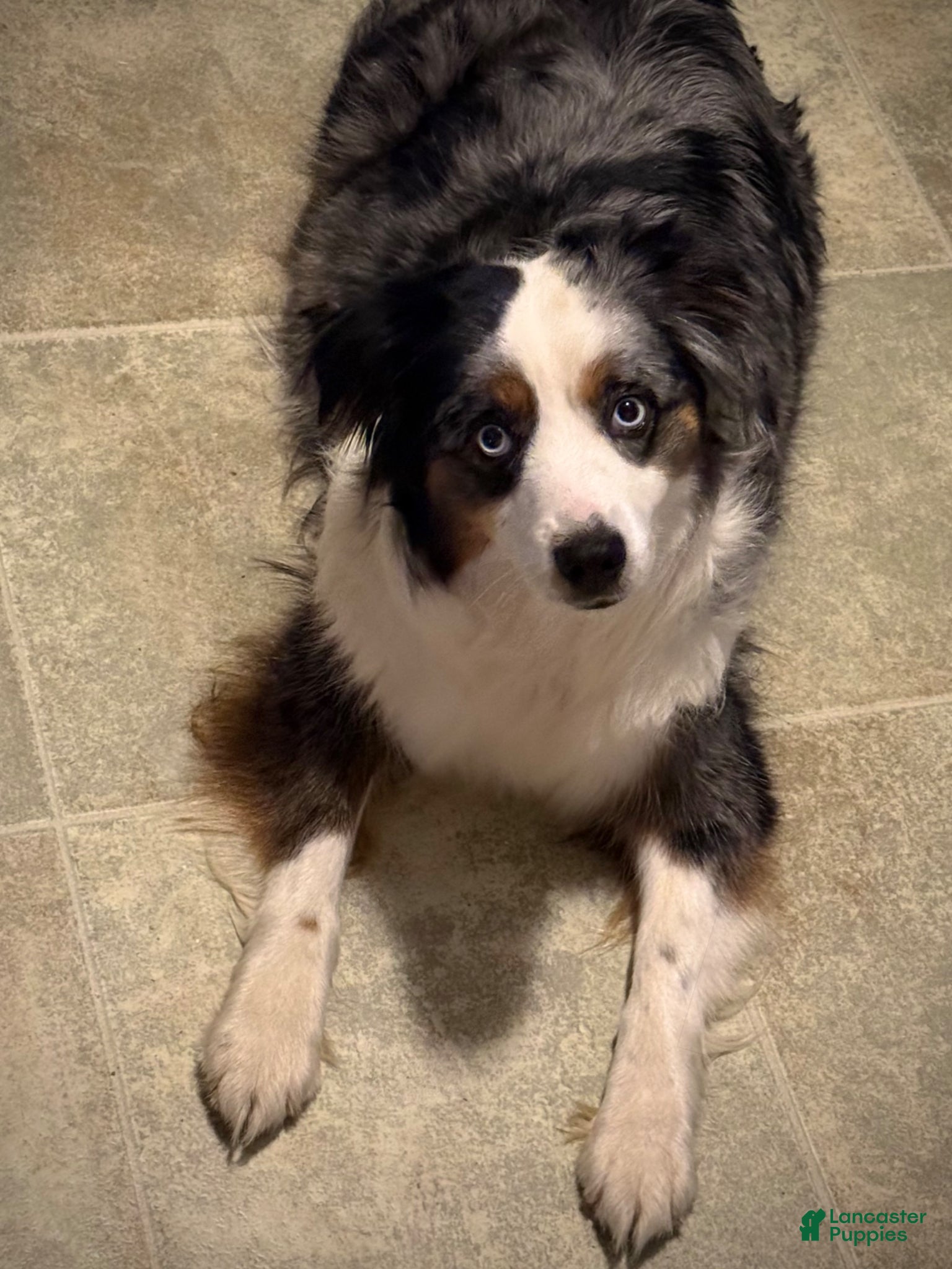 Mixed Breed dogs Aussie Mountain Doodle Avery - Ad 2