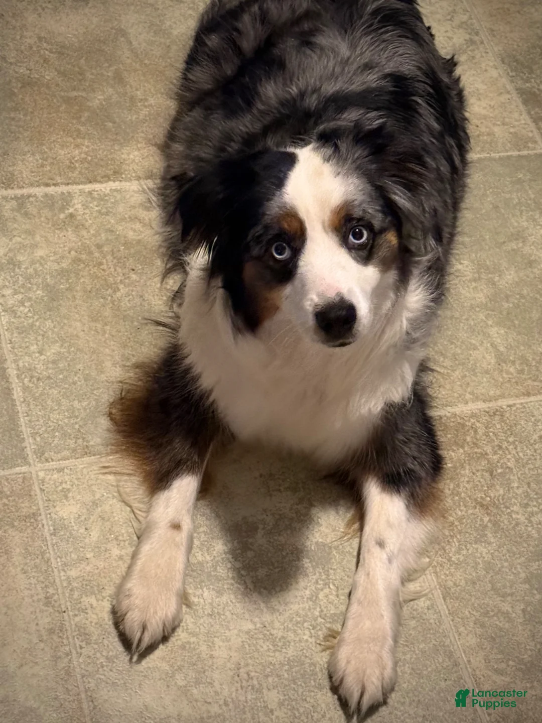 Mixed Breed dogs for sale: Australian Mountain Doodle Fern - Ad 2