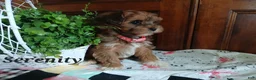 Havapoo dogs for sale: Serenity - Ad 2
