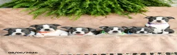 Boston Terrier dogs for sale: Rascal  - Ad 4