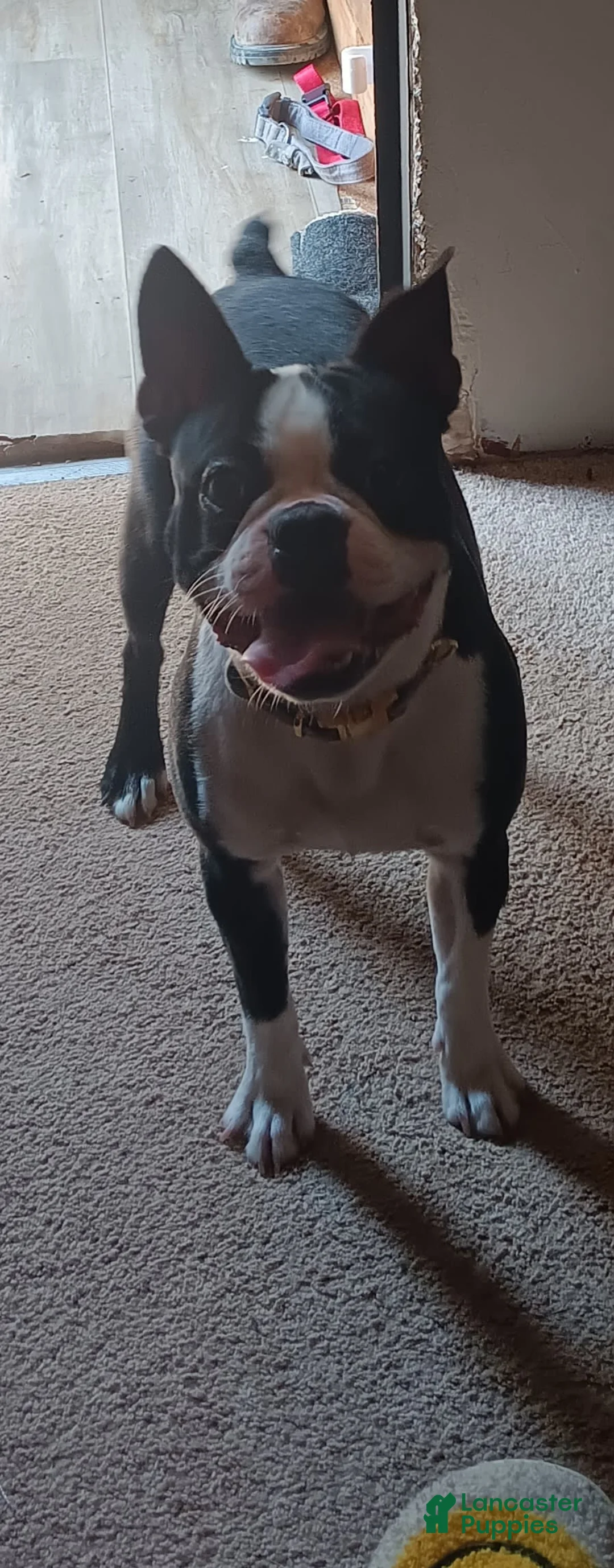 Gallery Image {{count}}