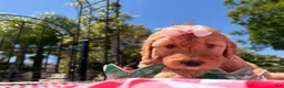 Goldendoodle dogs for sale: Blossom - Ad 4