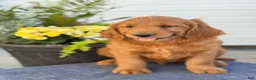 Goldendoodle dogs for sale: Tripp - Ad 9