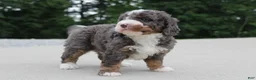 Mini Bernedoodle dogs for sale: Archie  - Ad 5