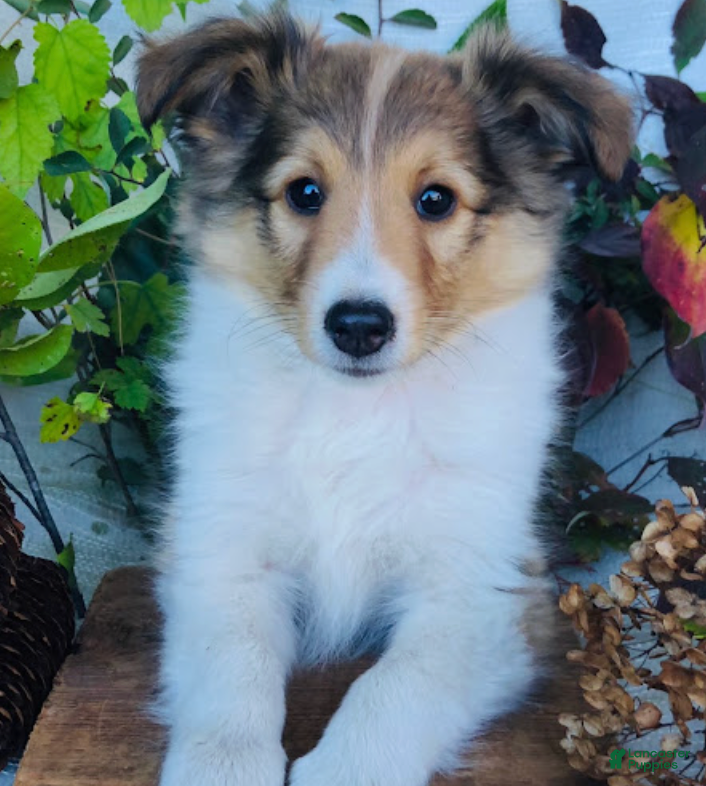 Shetland Sheepdog dogs Waylon - Ad 6