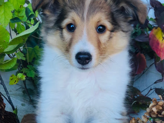 Shetland Sheepdog dogs Waylon - Ad 23