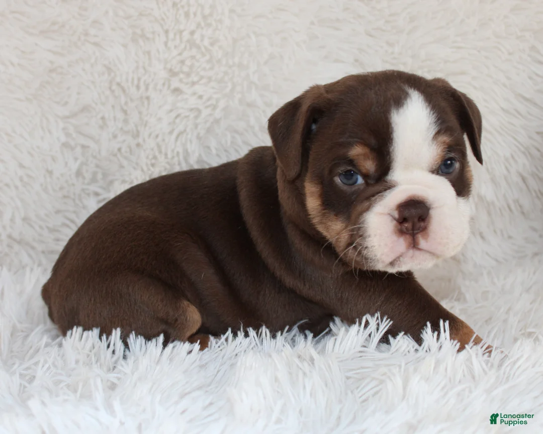 English Bulldog dogs for sale: AKC Olive  - Ad 6