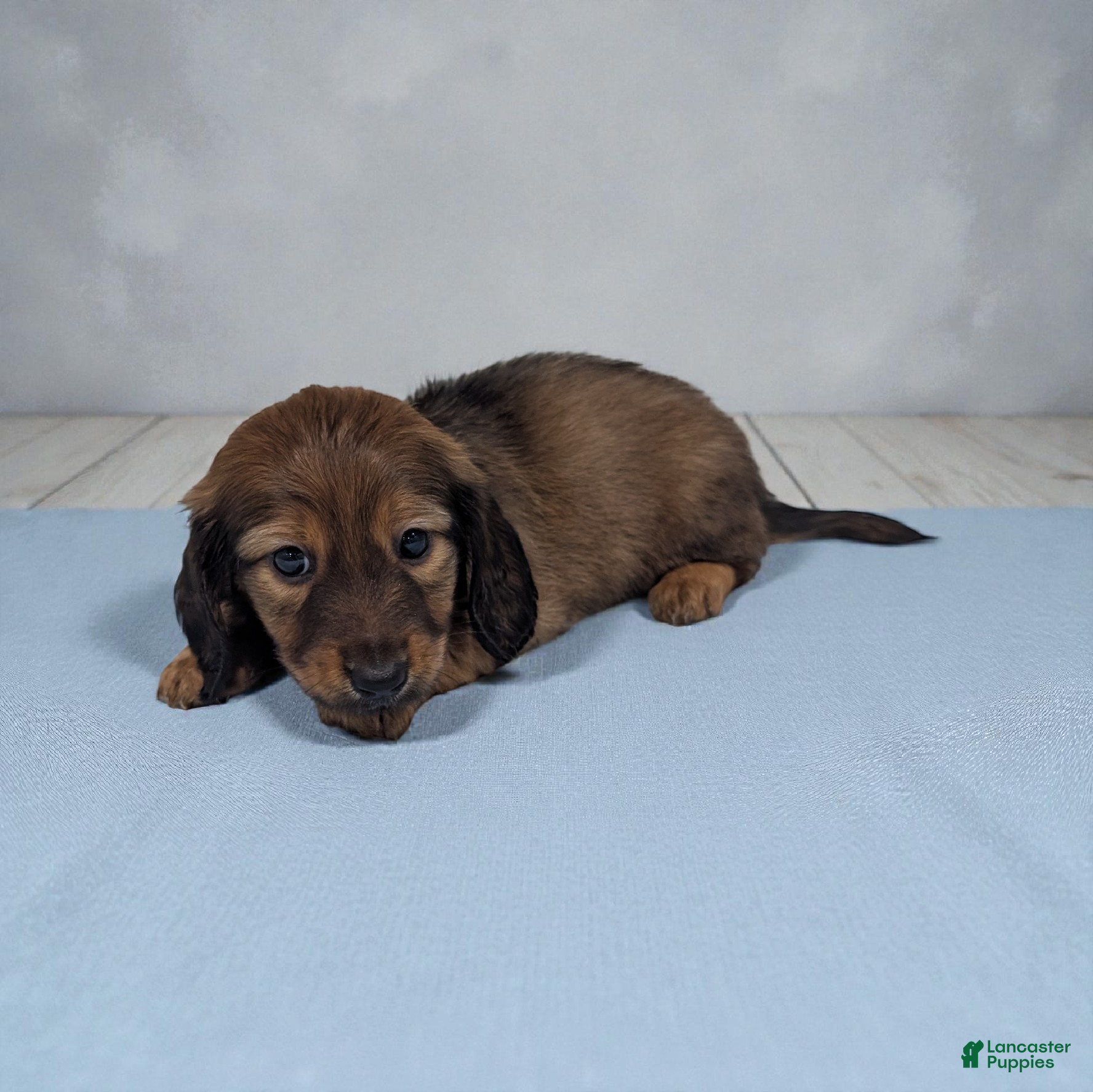 Dachshund dogs Ace - Ad 1