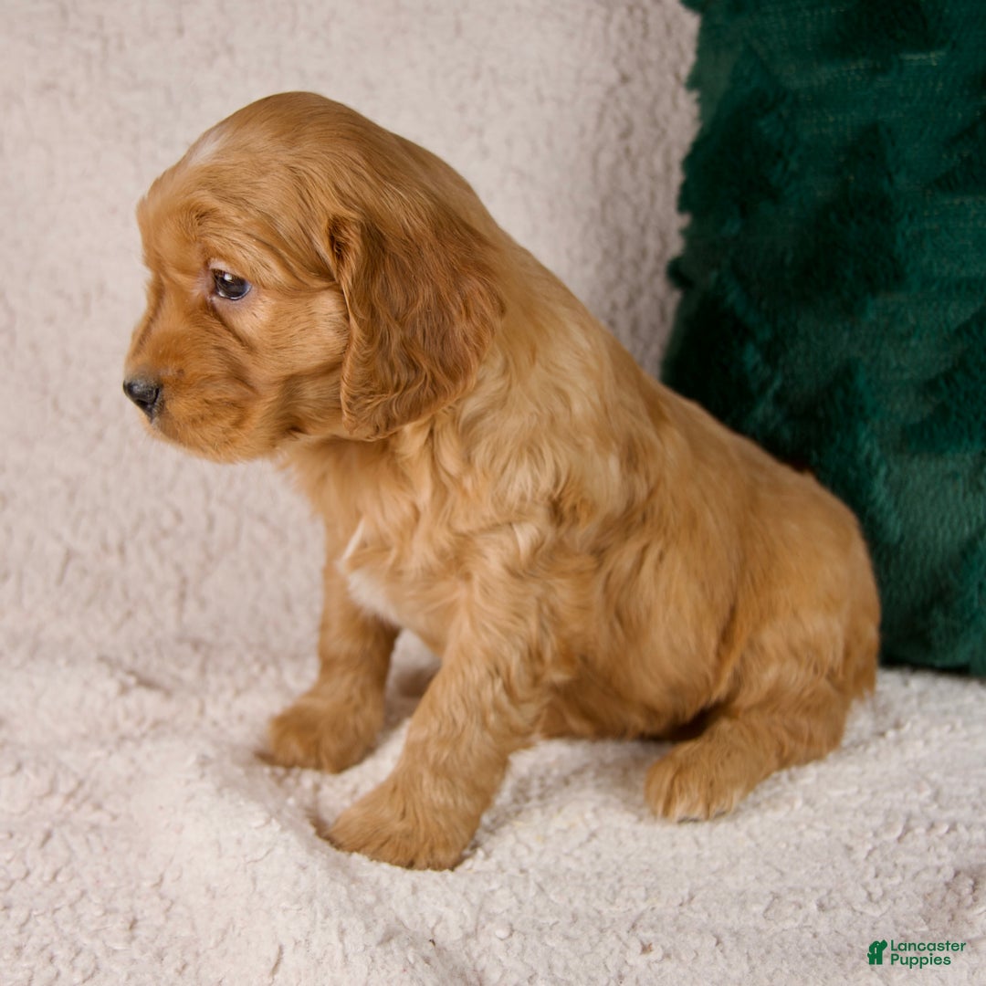 Mixed Breed dogs for sale: Marshall - Ad 4