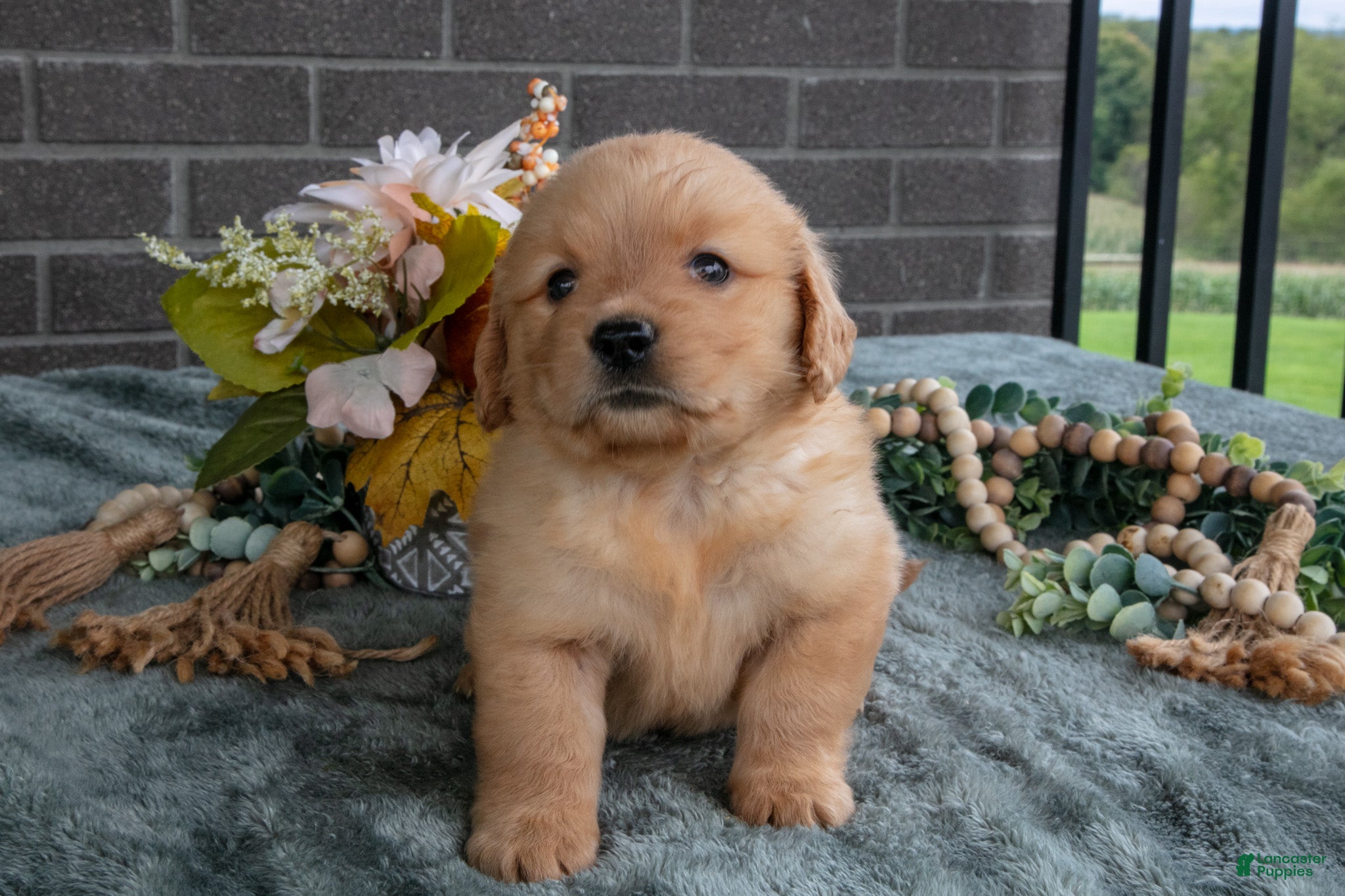 Golden Retriever dogs Ellie - Ad 2