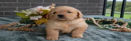 Golden Retriever dogs for sale: Ellie - Ad 2