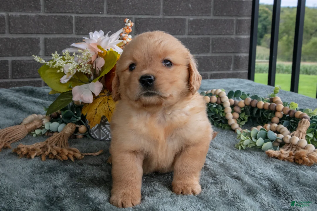 Golden Retriever dogs for sale: Ellie - Ad 2