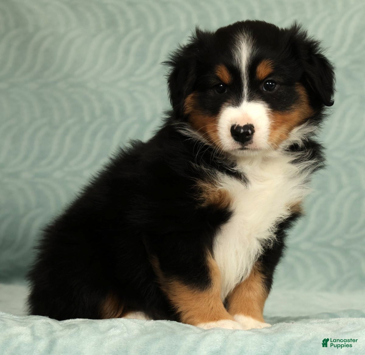Australian Shepherd dogs for sale: Milo - Ad 7