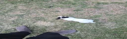 Jack Russell Terrier dogs for sale: Jack Russell Terrier Puppy 4 - Ad 5