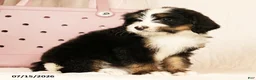 Bernedoodle dogs for sale: Dolly - Ad 6