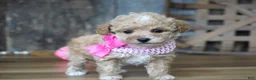 Maltipoo dogs for sale: Alice - Ad 6