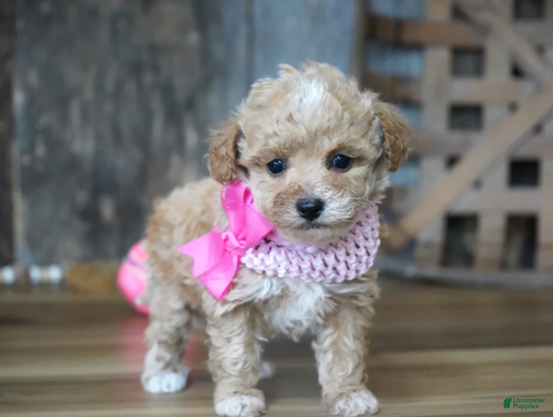 Maltipoo dogs for sale: Alice - Ad 6