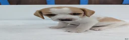 Beagle dogs for sale: Rumbles - Ad 5