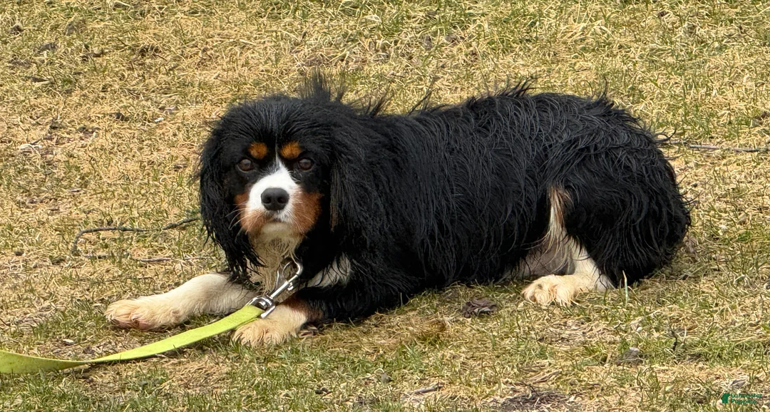 Cavalier King Charles Spaniel dogs for sale: Lucky  - Ad 1