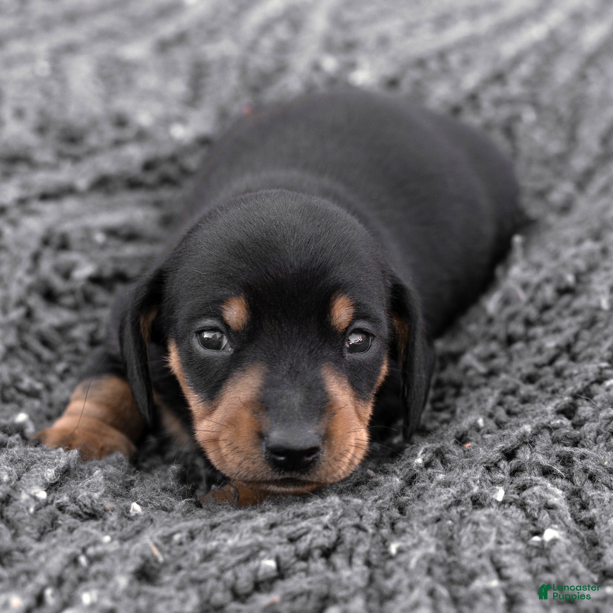 Miniature Dachshund dogs for sale: Linus Miniature Dachshund  - Ad 1