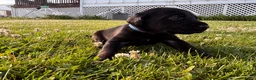 Mixed Breed dogs for sale: Oswald - Ad 7