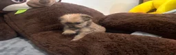 Shorkie dogs for sale: Mario - Ad 5