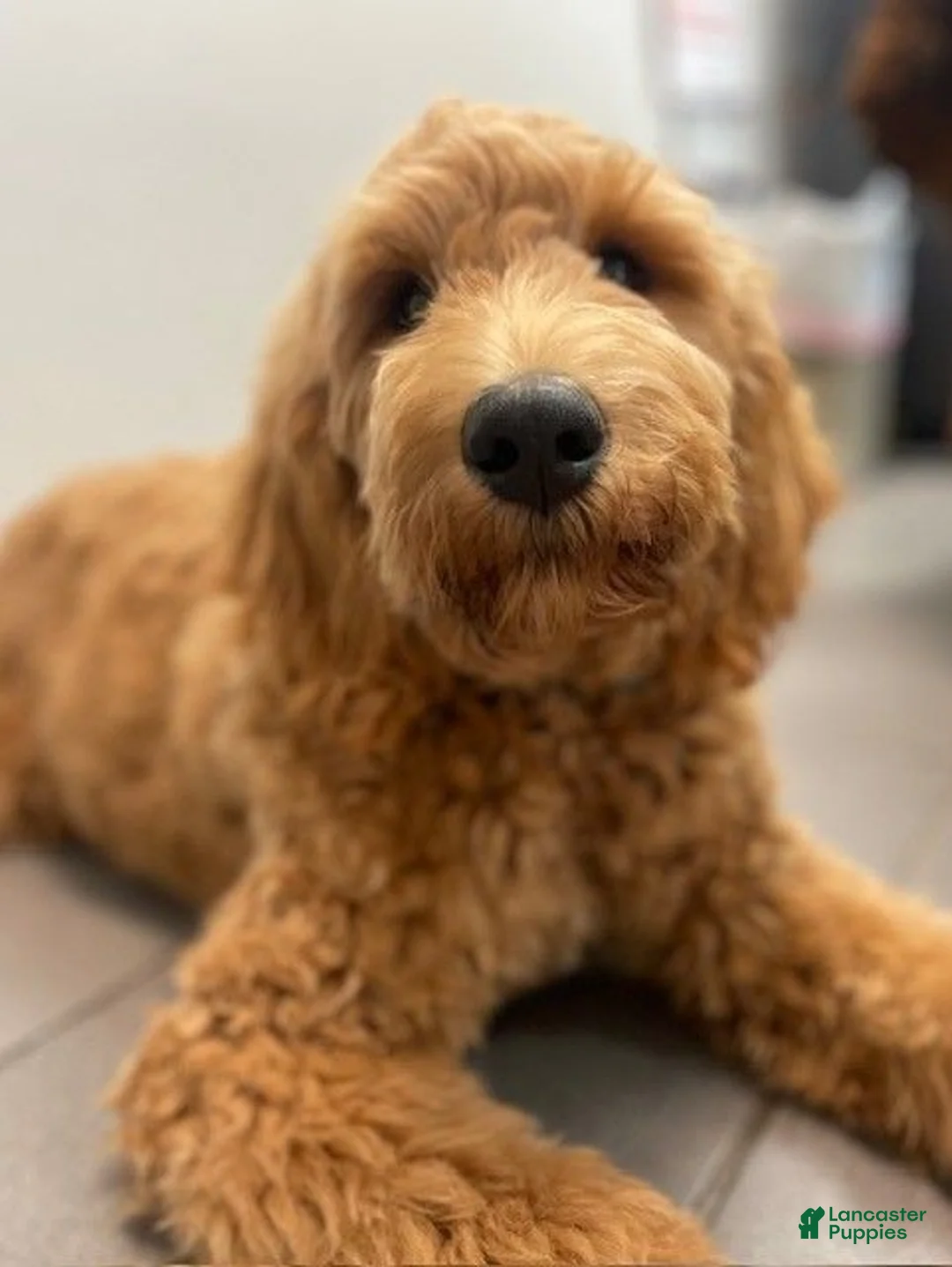 Mixed Breed dogs for sale: Blue - Ad 6