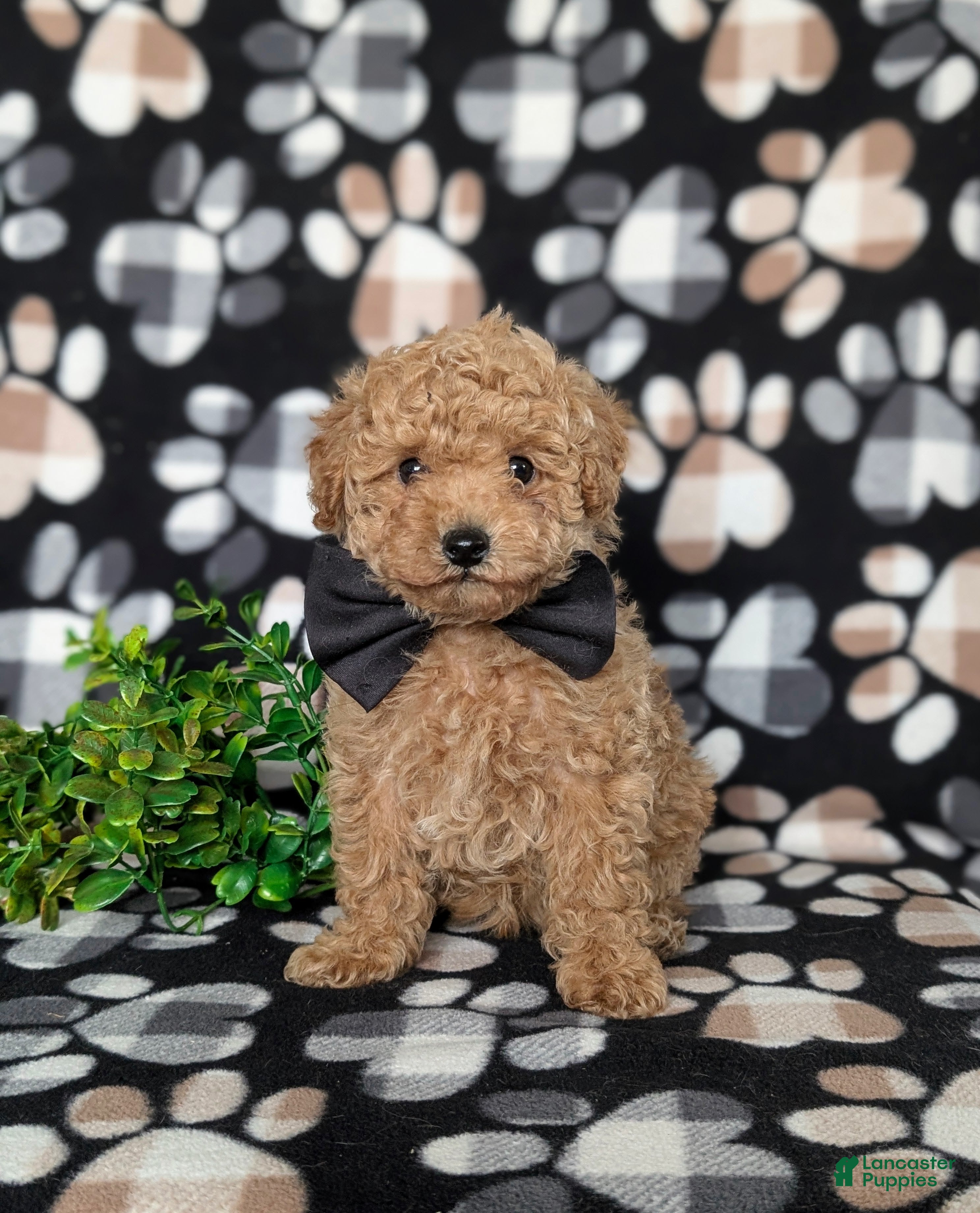 Toy Poodle dogs Walcott - Ad 37