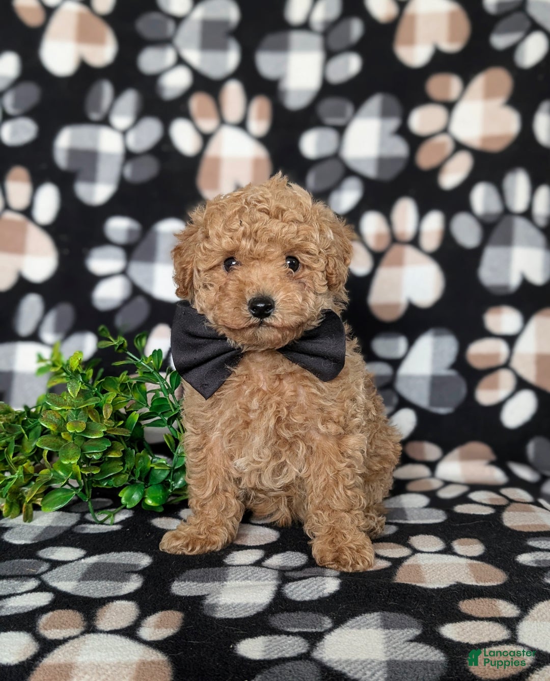 Toy Poodle dogs for sale: Walcott - Ad 1