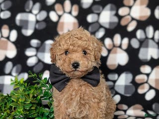 Toy Poodle dogs Walcott - Ad 33