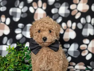 Toy Poodle dogs for sale: Walcott - Ad 2