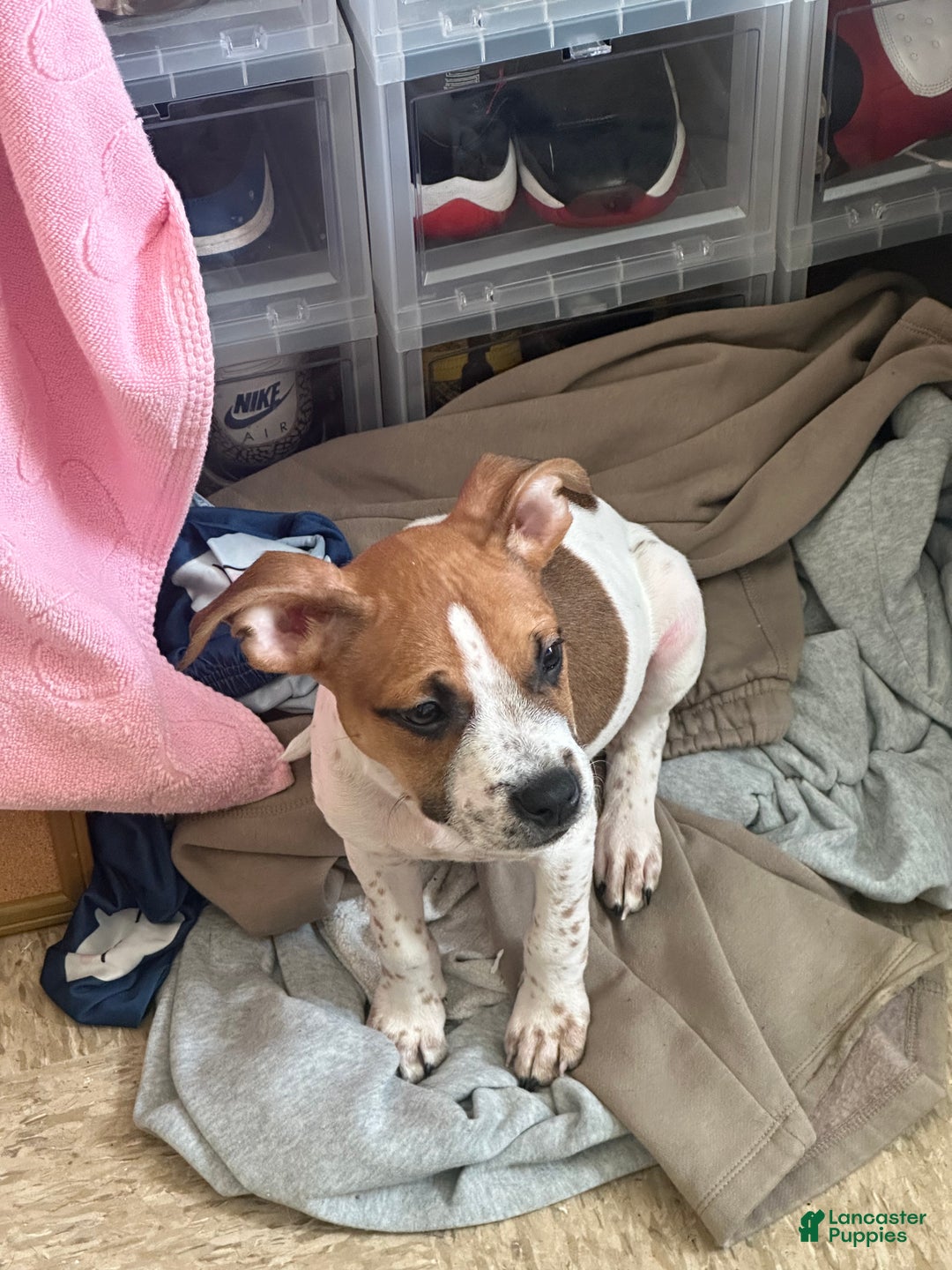 Mixed Breed dogs for sale: 🐾 Meet Our Confident Little Leader! 🐶💙 - Ad 2