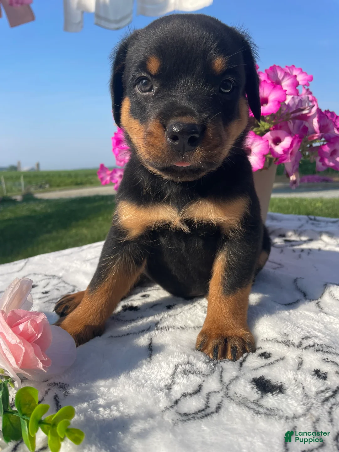Rottweiler dogs for sale: Zeus - Ad 4