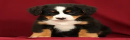 Bernese Mountain Dog dogs for sale: Chloe - Ad 4