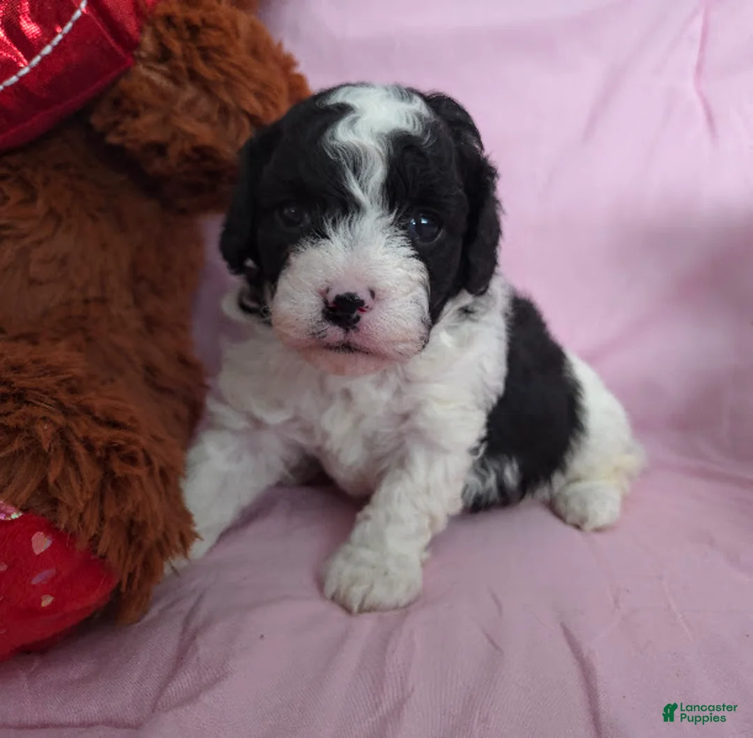 Cavapoo dogs for sale: Captain - Ad 4