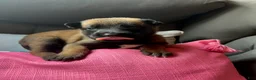Belgian Malinois dogs for sale: Girl 2 - Ad 2