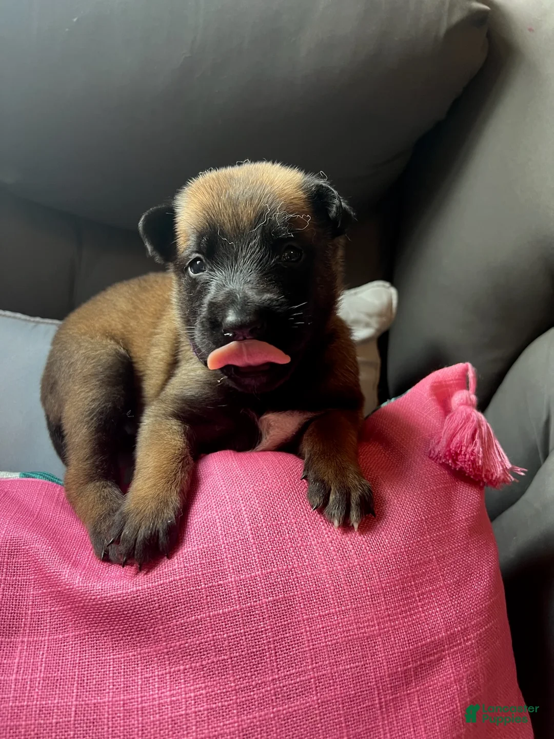 Belgian Malinois dogs for sale: Girl 2 - Ad 2