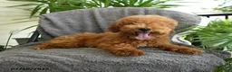 Miniature Poodle dogs for sale: Jack  - Ad 4