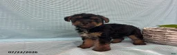 Yorkiepoo dogs for sale: Laser - Ad 3