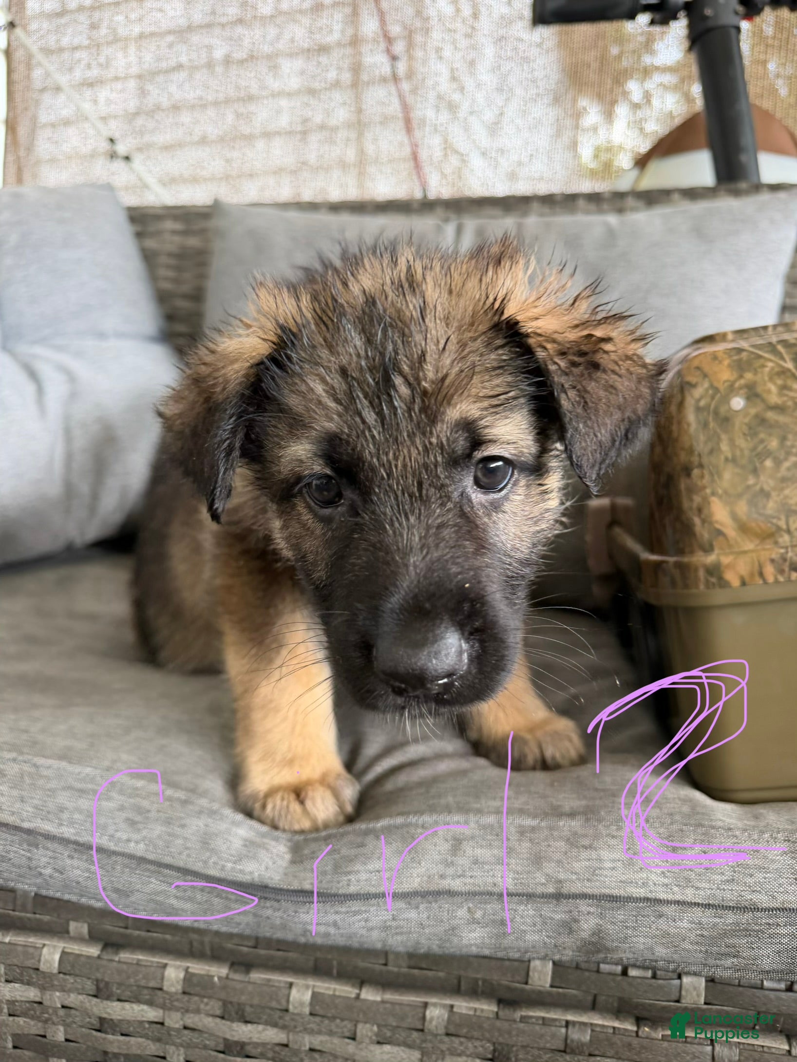 German Shepherd dogs German Shepherd 6 - Ad 28