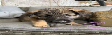 German Shepherd 6