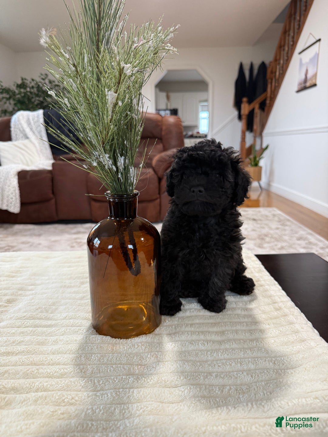 Maltipoo dogs for sale: Rome  - Ad 6