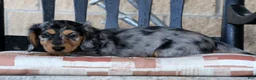 Miniature Dachshund dogs for sale: Chase - Ad 8