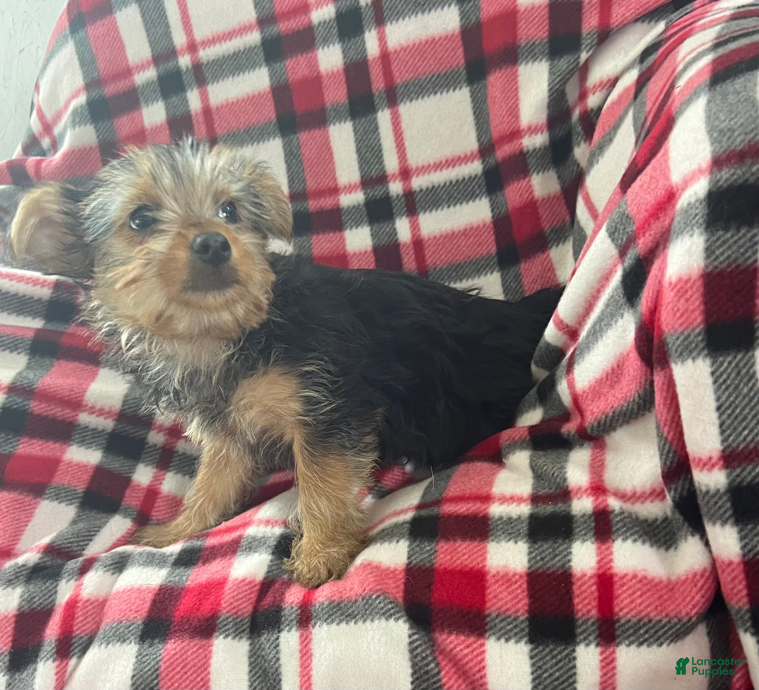 Yorkshire Terrier dogs Little Debbie - Ad 2