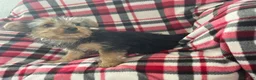 Yorkshire Terrier dogs for sale: Little Debbie - Ad 2